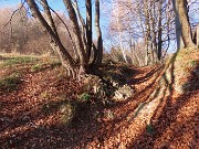 28 Carpini neri e faggi 